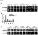 Fig. 09 - NANOPARTICLES AND COMPOSITIONS FOR BIOLOGICAL IMAGING BASED ON X-RAY ATTENUATION