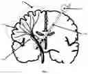 Fig. 08 - Closed loop computer-brain interface device