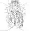 Fig. 01 - S1 NERVE ROOT STIMULATION SYSTEMS AND METHODS