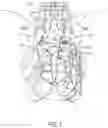 Fig. 02 - S1 NERVE ROOT STIMULATION SYSTEMS AND METHODS