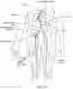 Fig. 07 - Methods for treating post-traumatic stress disorder in patients via renal neuromodulation