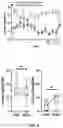 Fig. 10 - Bidirectional spike-timing-dependent brain network gain control
