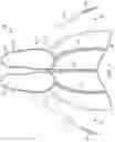 Fig. 07 - Monofin swimming device