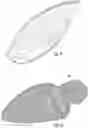 Fig. 06 - Faceplate of a golf club head