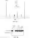 Fig. 35 - COMPACT HYDROXAMATE-BASED AFFINITY TAGS FOR ARTIFICIALLY TAGGING BIOLOGICAL MACROMOLECULES
