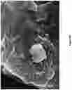 Fig. 27 - Fluid purification filters and the method of fluid purification using the same