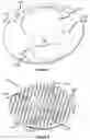 Fig. 06 - Bounce reducing cover for a sprinkler