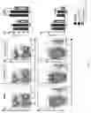 Fig. 08 - NUCLEAR TRANSPORT MODULATORS AND USES THEREOF