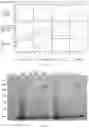 Fig. 07 - Method for separating and purifying recombinant human fibronectin from genetically engineered rice seed