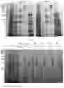 Fig. 08 - Method for separating and purifying recombinant human fibronectin from genetically engineered rice seed