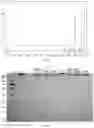 Fig. 12 - Method for separating and purifying recombinant human fibronectin from genetically engineered rice seed