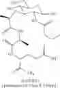 Fig. 24 - Muramyl peptide derivatives