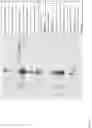 Fig. 06 - STREPTAVIDIN MUTEINS AND METHODS OF USING THEM