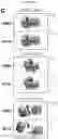 Fig. 04 - CHIMERIC PROTEIN SWITCH FOR THE OPTOGENETIC CONTROL OF AMYLOIDOGENESIS