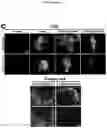 Fig. 08 - CHIMERIC PROTEIN SWITCH FOR THE OPTOGENETIC CONTROL OF AMYLOIDOGENESIS