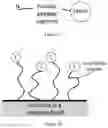 Fig. 03 - ENGINEERED OPSONIN FOR PATHOGEN DETECTION AND TREATMENT