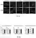 Fig. 09 - SYSTEMS AND METHODS FOR COMPARTMENT SPATIAL ORGANIZATION