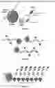 Fig. 33 - SYSTEMS AND METHODS FOR COMPARTMENT SPATIAL ORGANIZATION