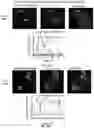 Fig. 40 - SYSTEMS AND METHODS FOR COMPARTMENT SPATIAL ORGANIZATION