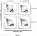 Fig. 35 - METHODS FOR ISOLATING CD8+ SELECTED T CELLS