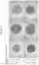 Fig. 08 - LUBRICIN-LOCALIZED CARTILAGE-LIKE TISSUE, METHOD FOR PRODUCING SAME AND COMPOSITION COMPRISING SAME FOR TREATING ARTICULAR CARTILAGE DAMAGE