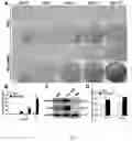 Fig. 07 - RAPID AND EFFICIENT METHOD FOR EXPANDING HUMAN MESENCHYMAL STEM CELLS IN VITRO AND APPLICATION THEREOF