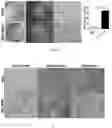 Fig. 09 - RAPID AND EFFICIENT METHOD FOR EXPANDING HUMAN MESENCHYMAL STEM CELLS IN VITRO AND APPLICATION THEREOF