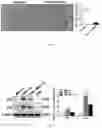 Fig. 06 - METHOD FOR RESISTING AGING AND ENHANCING STEMNESS CHARACTERISTICS OF HUMAN MESENCHYMAL STEM CELLS