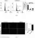 Fig. 07 - METHOD FOR RESISTING AGING AND ENHANCING STEMNESS CHARACTERISTICS OF HUMAN MESENCHYMAL STEM CELLS