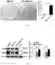 Fig. 08 - METHOD FOR RESISTING AGING AND ENHANCING STEMNESS CHARACTERISTICS OF HUMAN MESENCHYMAL STEM CELLS