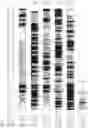 Fig. 06 - PROCESSES FOR PRODUCING POLYUNSATURATED FATTY ACIDS IN TRANSGENIC ORGANISMS