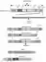 Fig. 01 - Angiotensin-converting enzyme 2 (ACE2) immunoadhesin microbody