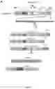 Fig. 02 - Angiotensin-converting enzyme 2 (ACE2) immunoadhesin microbody