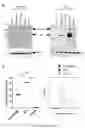Fig. 03 - Angiotensin-converting enzyme 2 (ACE2) immunoadhesin microbody