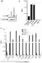 Fig. 04 - Angiotensin-converting enzyme 2 (ACE2) immunoadhesin microbody