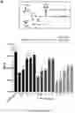 Fig. 16 - Angiotensin-converting enzyme 2 (ACE2) immunoadhesin microbody