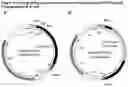 Fig. 06 - Modified L-asparaginase