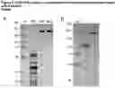 Fig. 07 - Modified L-asparaginase