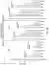 Fig. 29 - RNA INTERFERENCE MEDIATED INHIBITION OF GENE EXPRESSION USING CHEMICALLY MODIFIED SHORT INTERFERING NUCLEIC ACID (SINA)