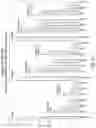 Fig. 32 - RNA INTERFERENCE MEDIATED INHIBITION OF GENE EXPRESSION USING CHEMICALLY MODIFIED SHORT INTERFERING NUCLEIC ACID (SINA)