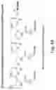 Fig. 49 - RNA INTERFERENCE MEDIATED INHIBITION OF GENE EXPRESSION USING CHEMICALLY MODIFIED SHORT INTERFERING NUCLEIC ACID (SINA)