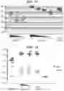 Fig. 07 - Immunisation of large mammals with low doses of RNA