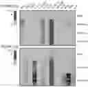 Fig. 22 - RNA NANOSTRUCTURES AND METHODS OF MAKING AND USING RNA NANOSTRUCTURES