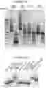 Fig. 43 - RNA NANOSTRUCTURES AND METHODS OF MAKING AND USING RNA NANOSTRUCTURES