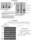 Fig. 52 - RNA NANOSTRUCTURES AND METHODS OF MAKING AND USING RNA NANOSTRUCTURES