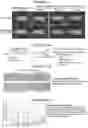 Fig. 58 - RNA NANOSTRUCTURES AND METHODS OF MAKING AND USING RNA NANOSTRUCTURES