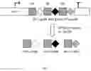 Fig. 04 - CRISPR GUIDE-RNA EXPRESSION STRATEGIES FOR MULTIPLEX GENOME ENGINEERING