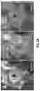 Fig. 07 - Method for changing the intercellular mobility of an mRNA