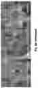 Fig. 09 - Method for changing the intercellular mobility of an mRNA
