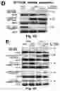 Fig. 11 - Method for changing the intercellular mobility of an mRNA